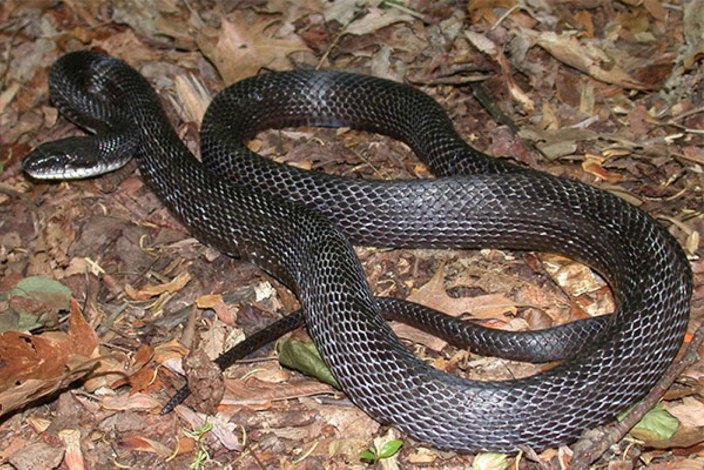 Rat Snake