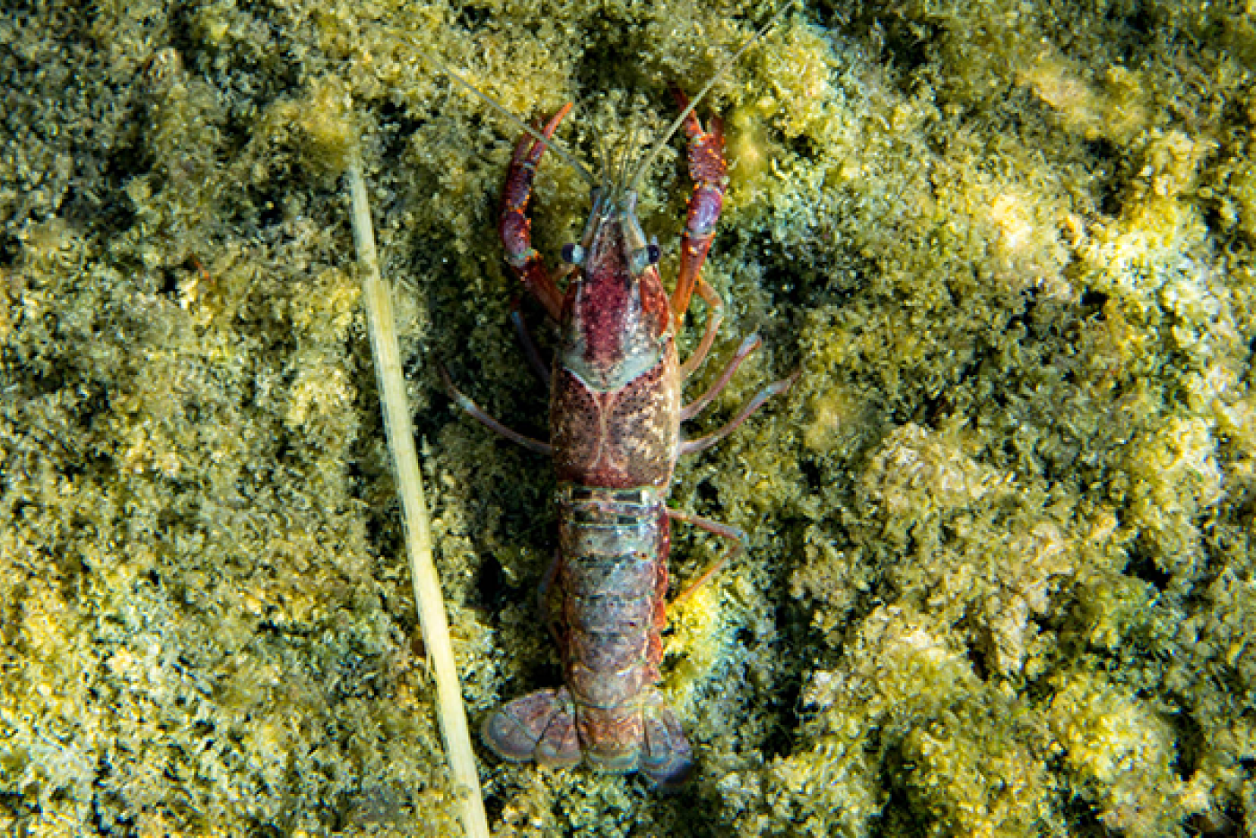 Red Swamp Crayfish