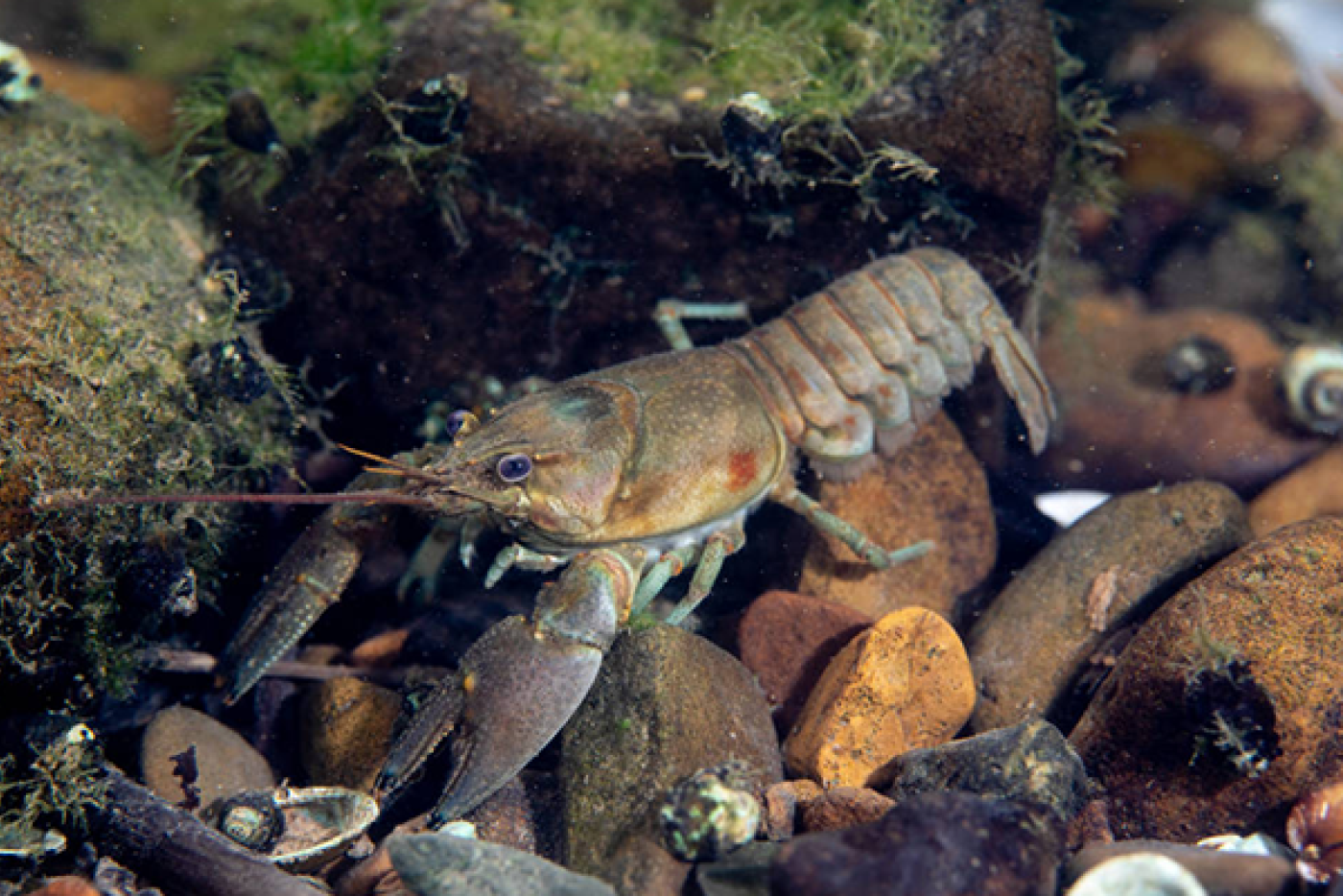 Rusty Crayfish