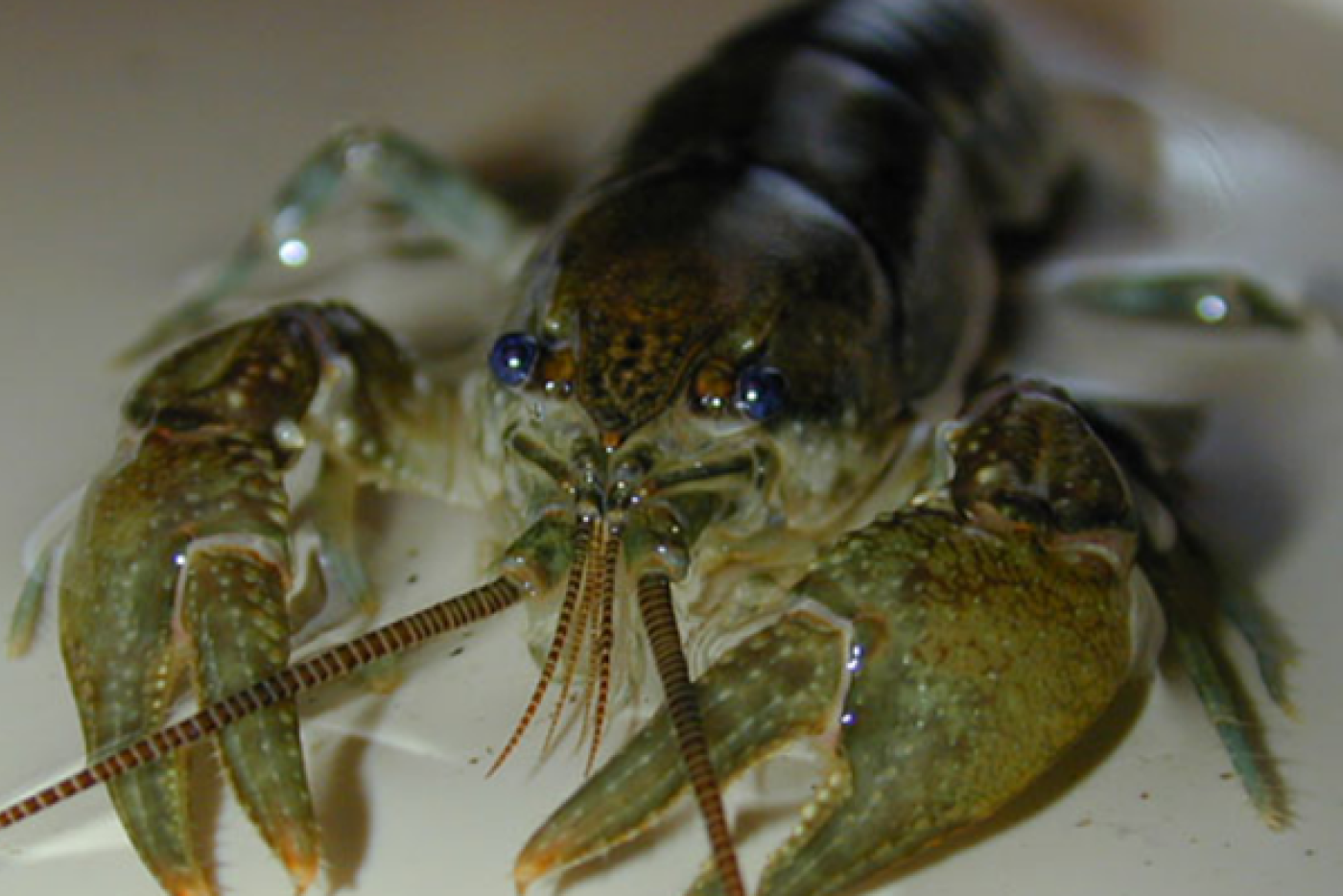 Chauga Crayfish