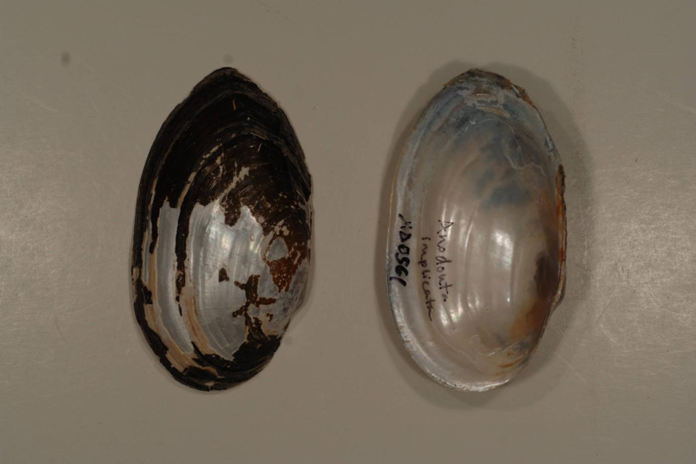 alewife floater