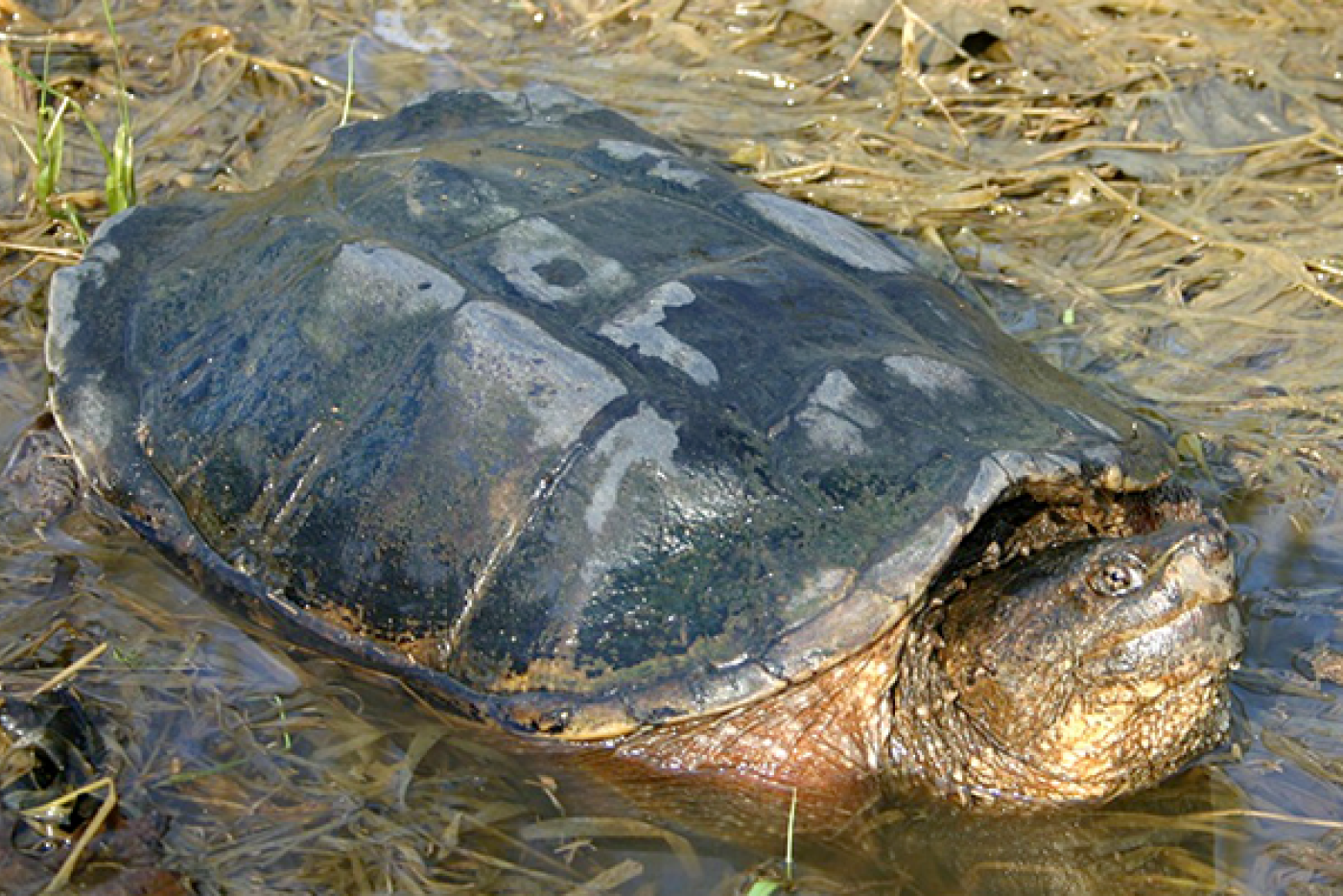 Common Snapping Turtle