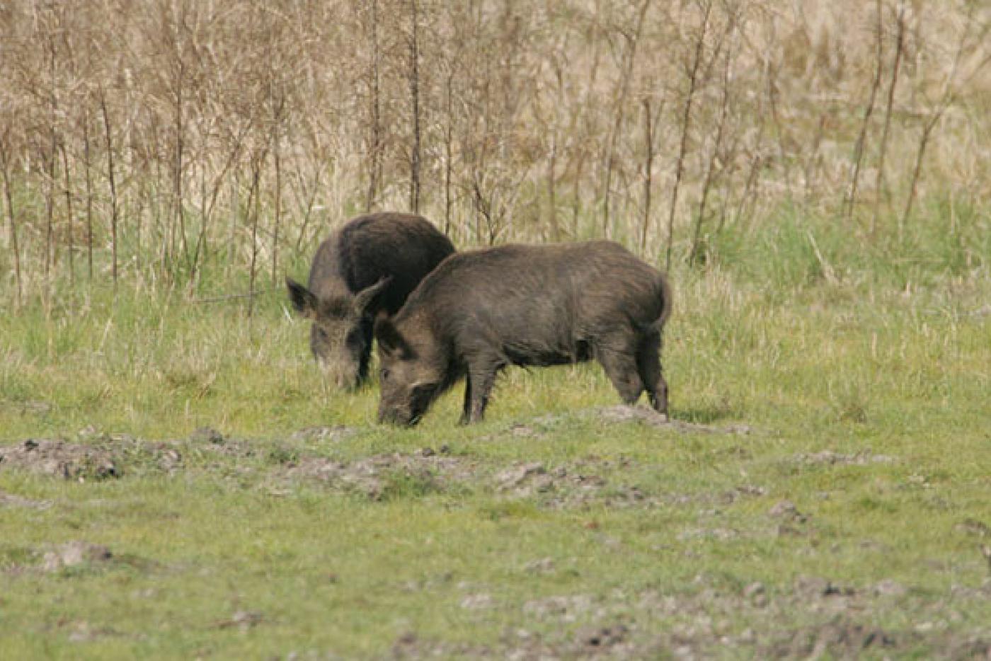 Feral Swine Pigs