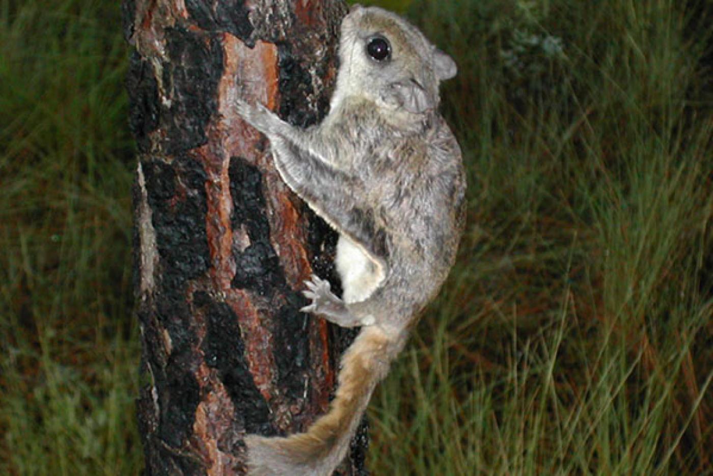 Southern Flying Squirrel