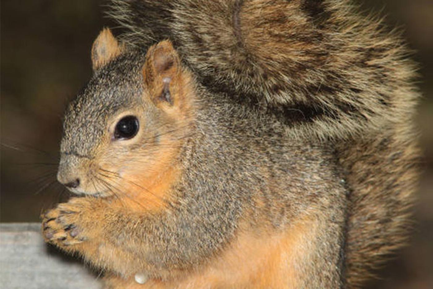 Fox Squirrel