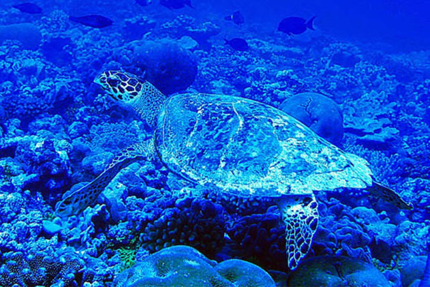 Hawksbill Sea Turtle