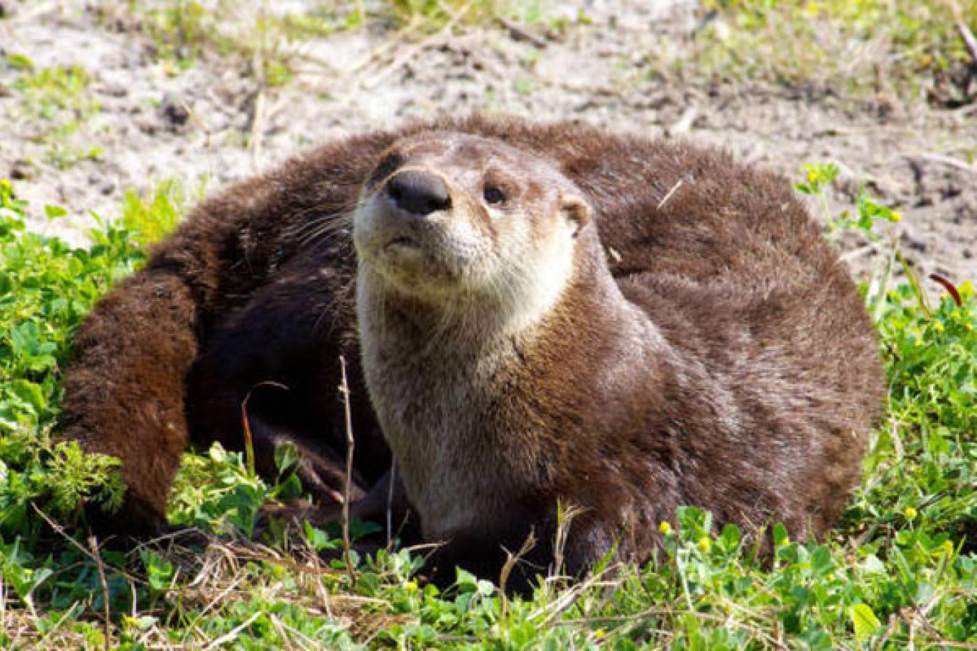 north american river otter