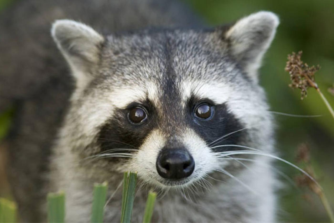 Raccoon