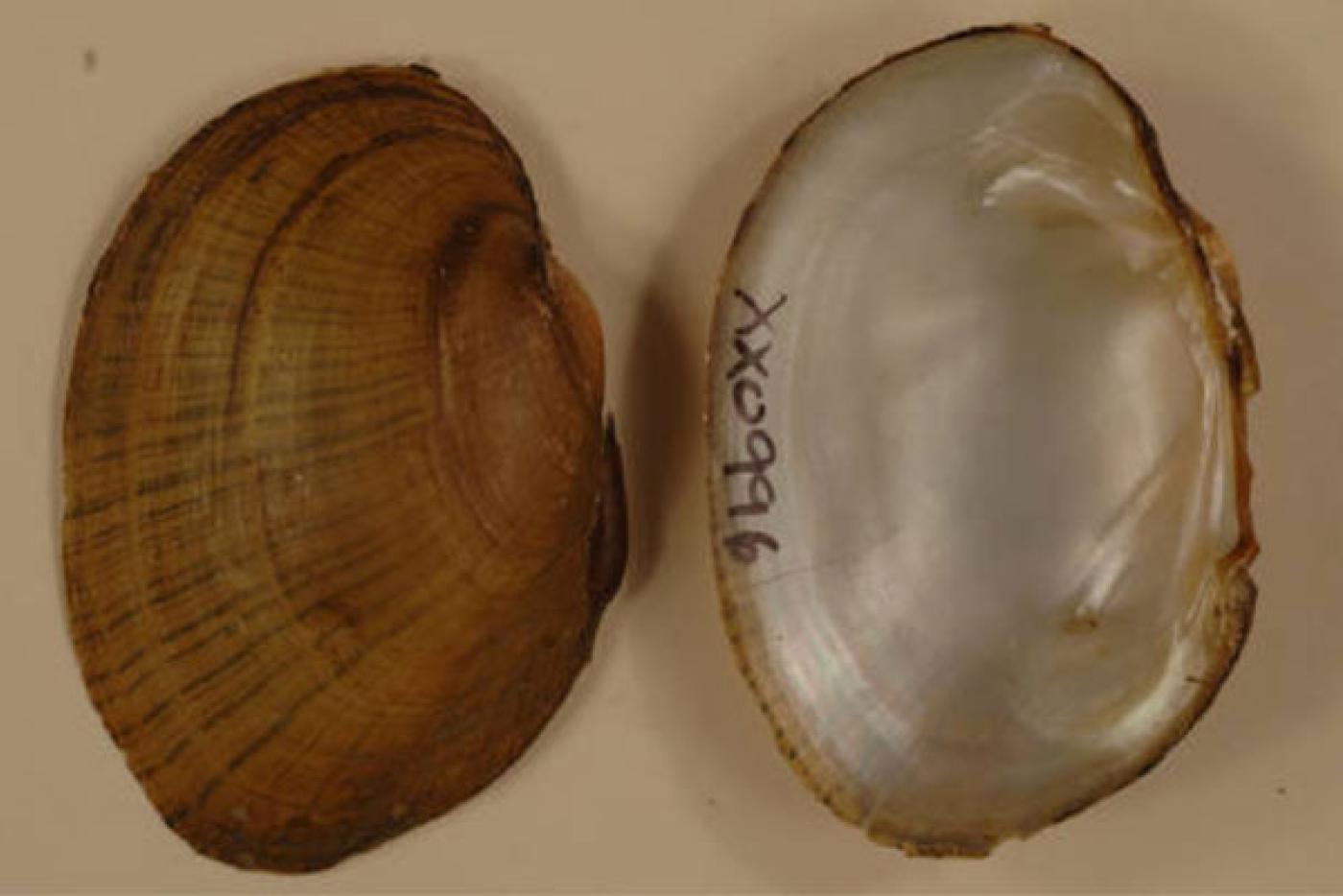 Wavyrayed Lamp Mussel