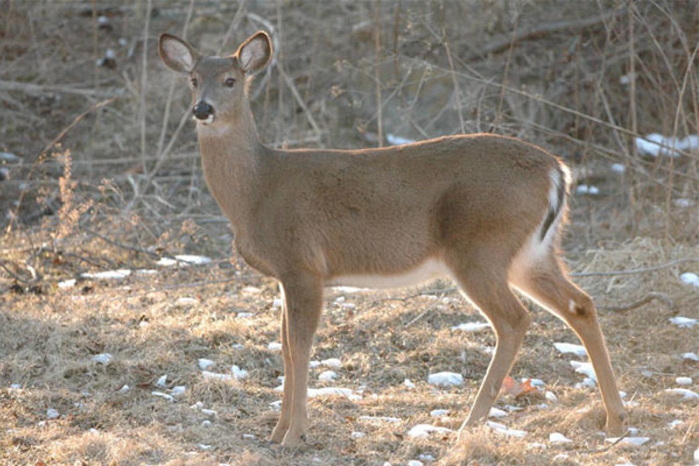 White-Tailed Deer