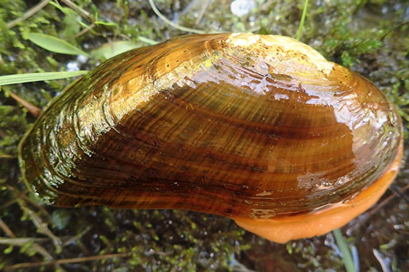 Appalachian Elktoe Mollusk