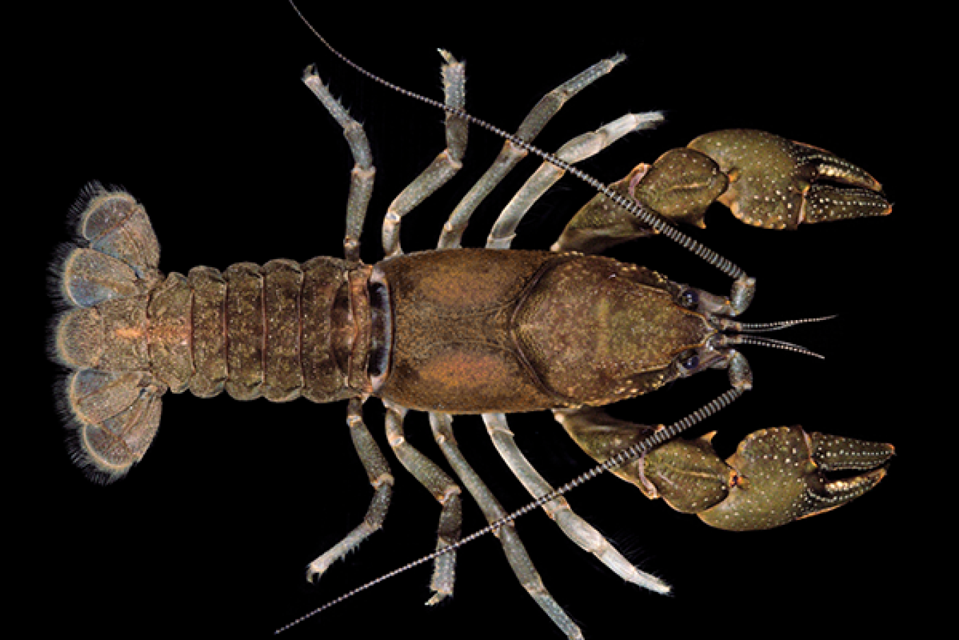 Carolina Ladle Crayfish