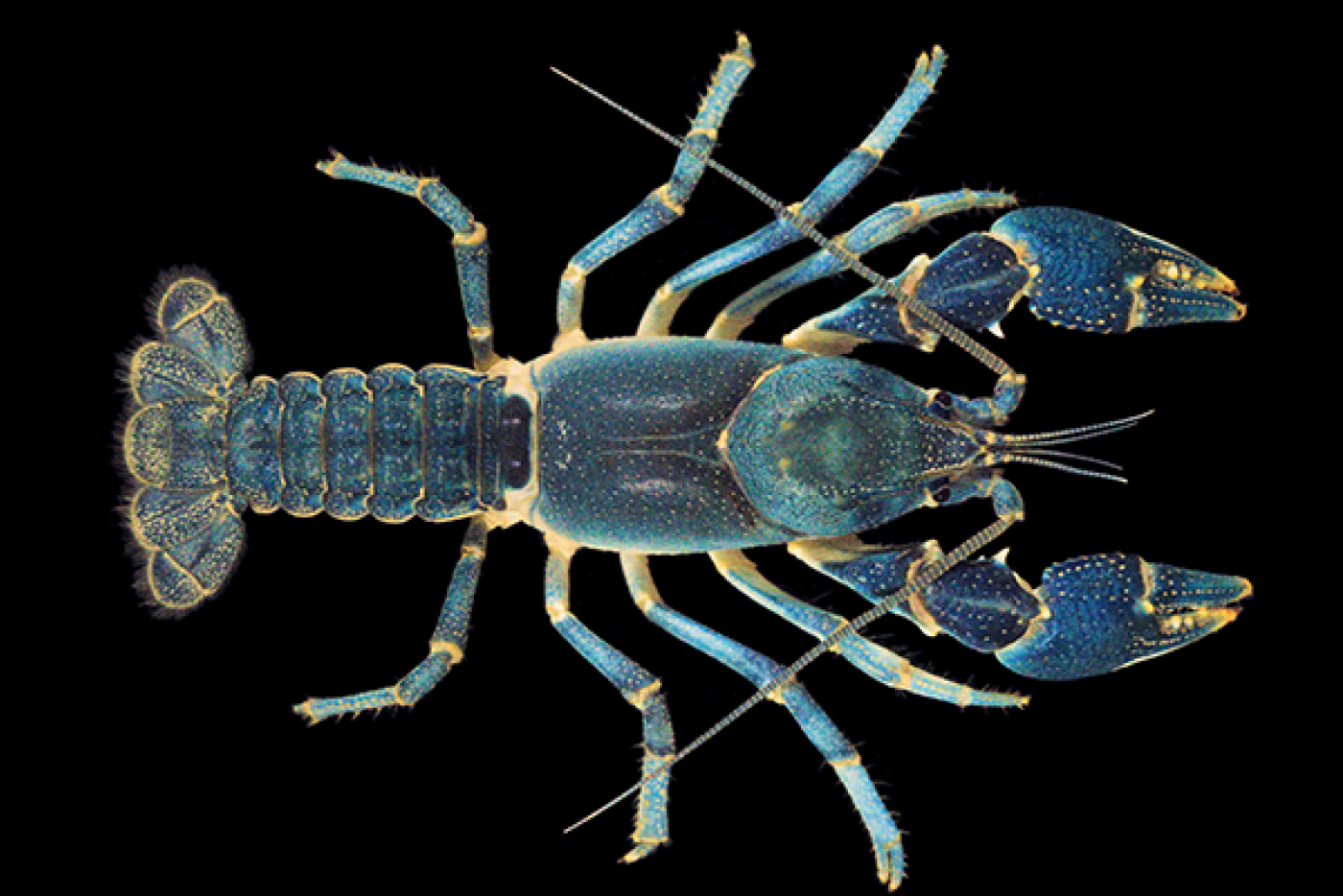 Upland Burrowing Crayfish