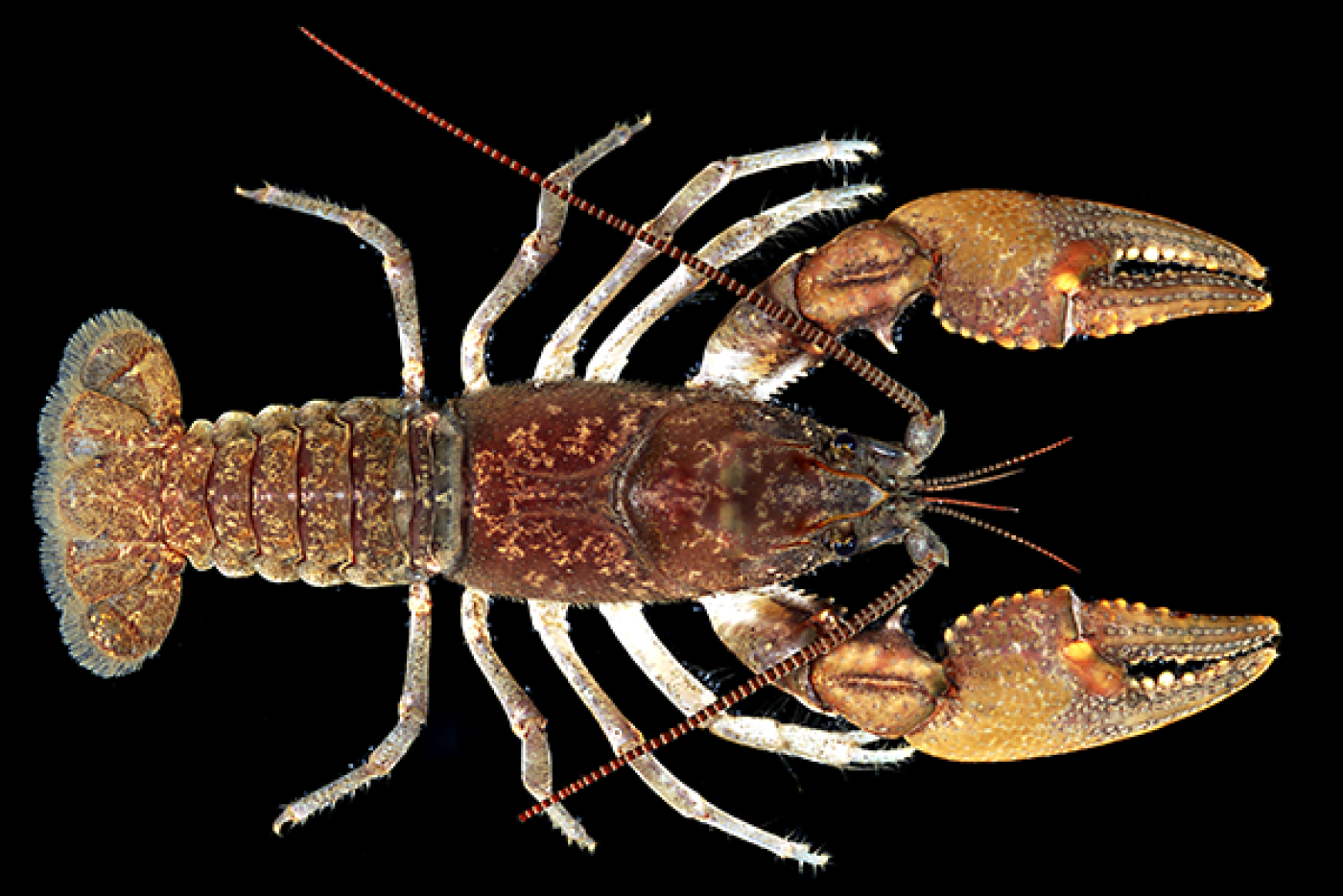 Broad River Stream Crayfish