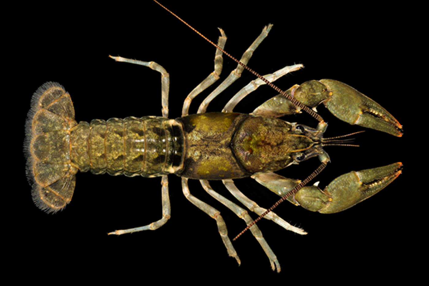 Hiwassee Headwaters Crayfish