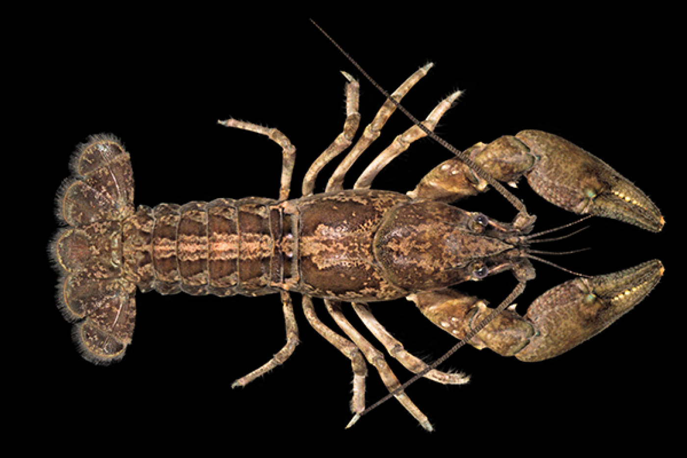 French Broad crayfish