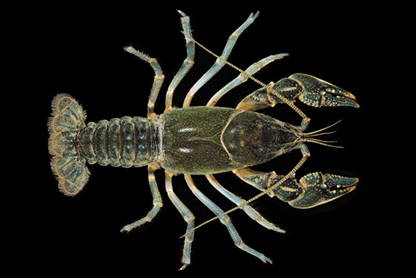 Sickle Crayfish