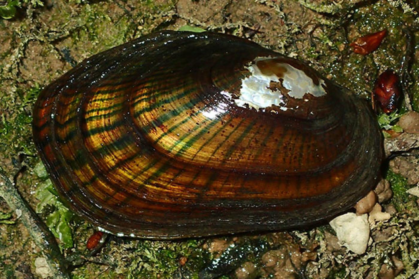 Carolina Creekshell Mollusk