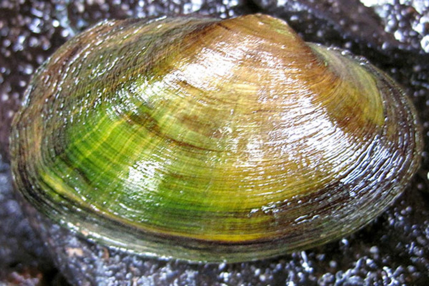 Creeper Mollusk