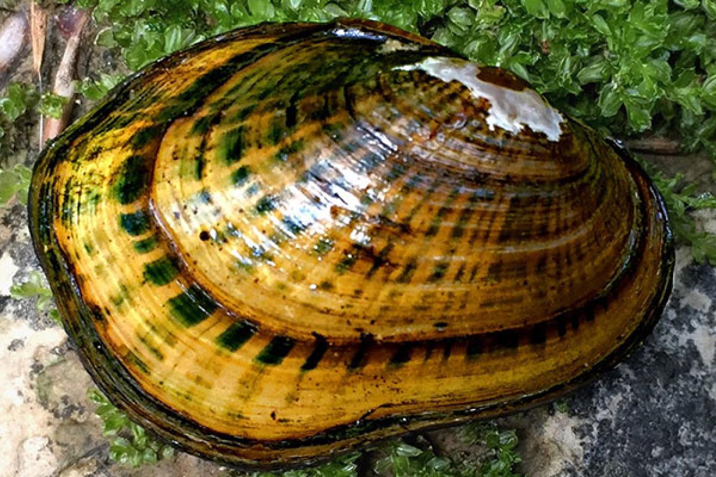 Eastern Creekshell Mollusk