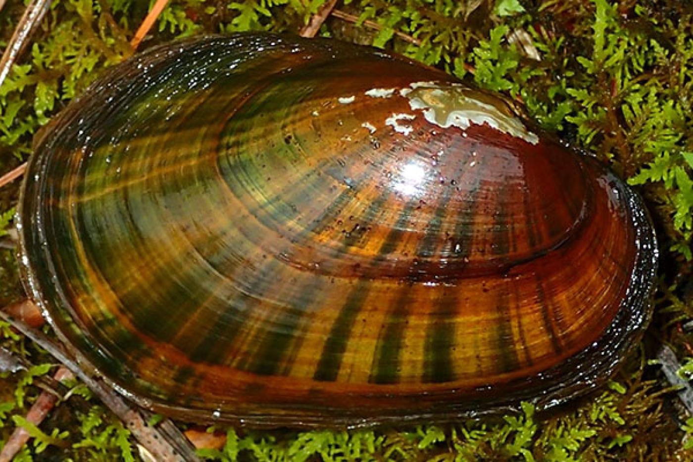 Eastern Lampmussel