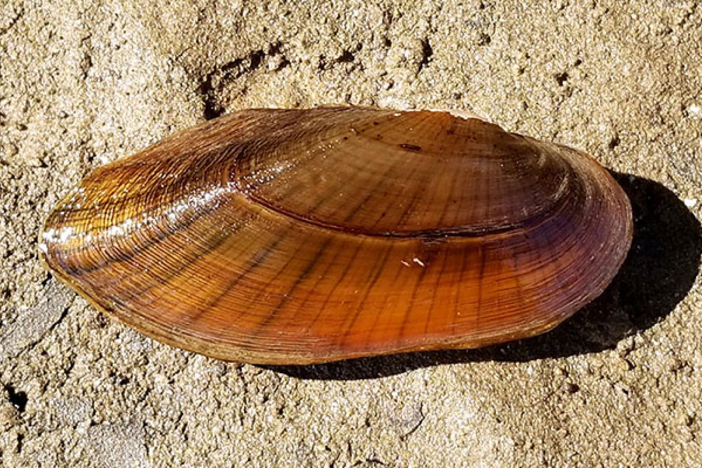 Eastern Pondmussel