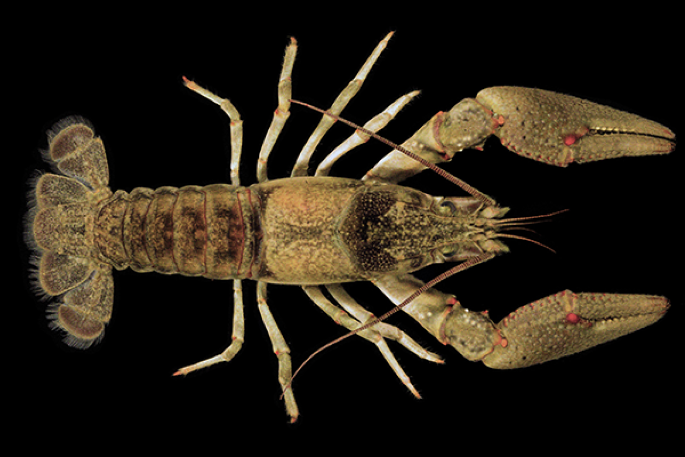 Spiny Stream Crayfish