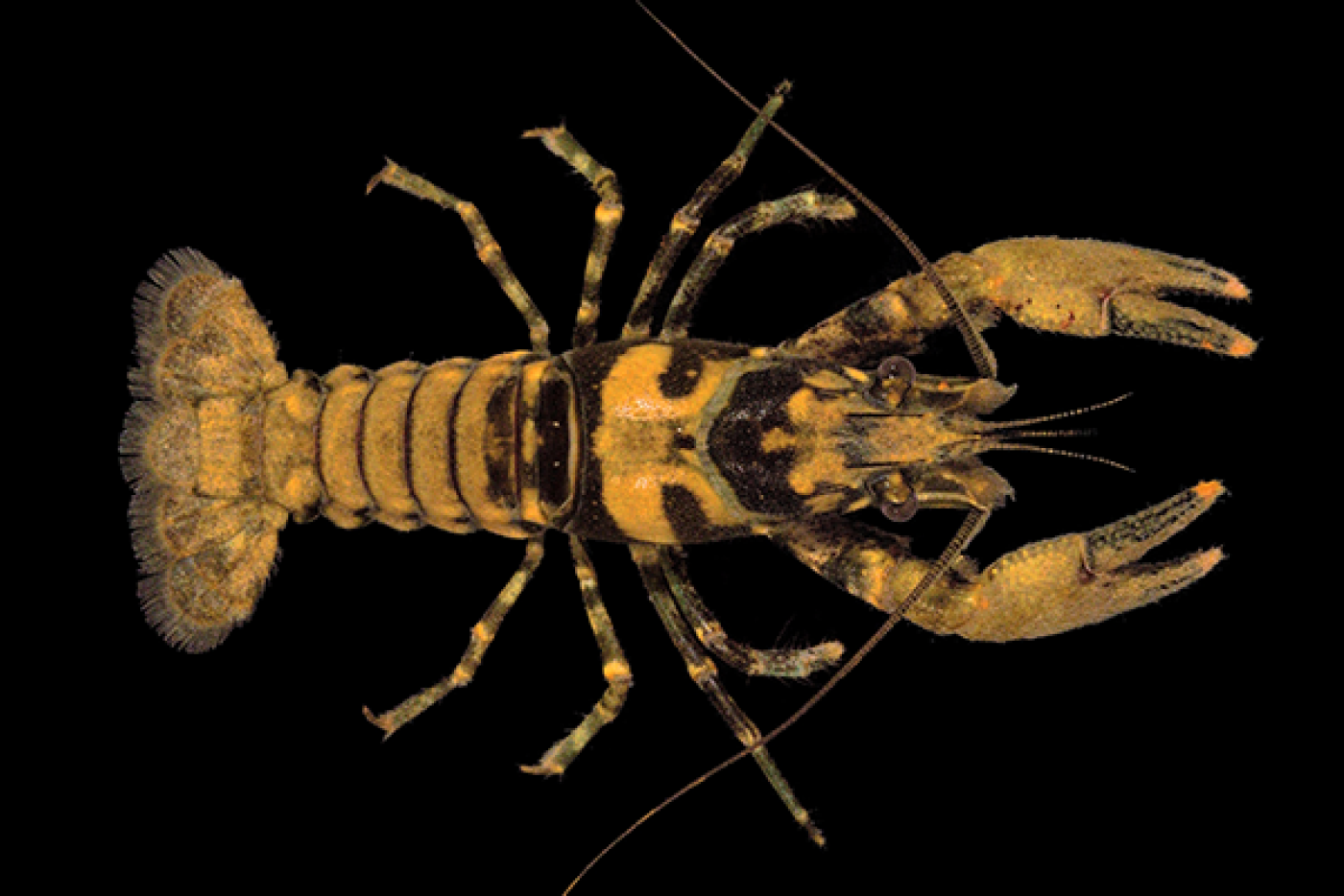 Chowanoke Crayfish