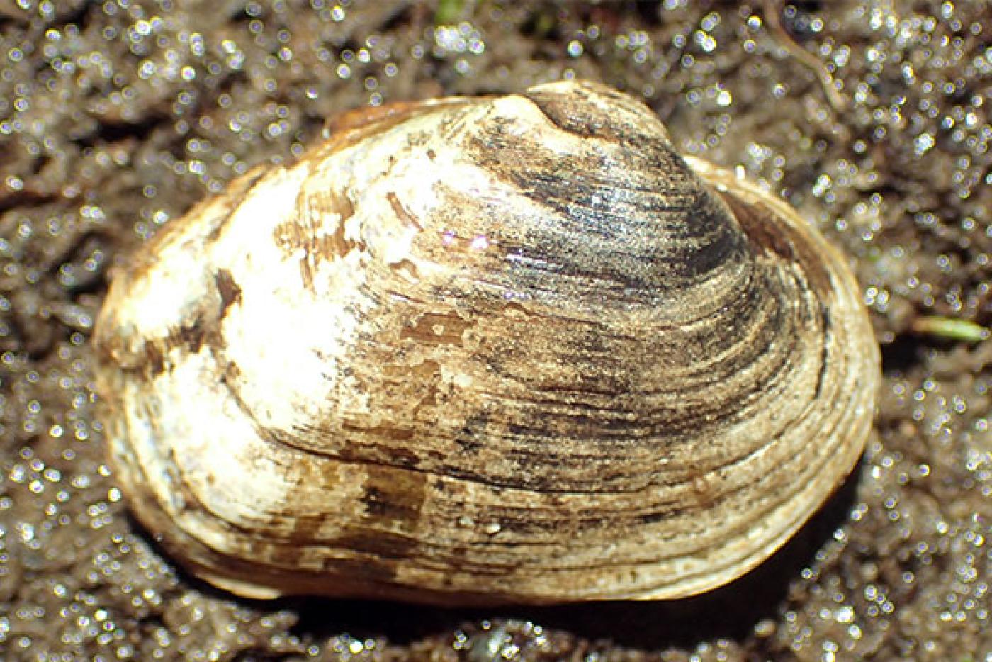 Littlewing Pearlymussel Mollusk