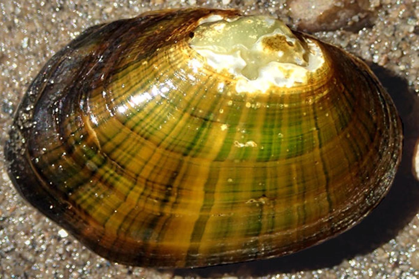 Notched Rainbow Mollusk