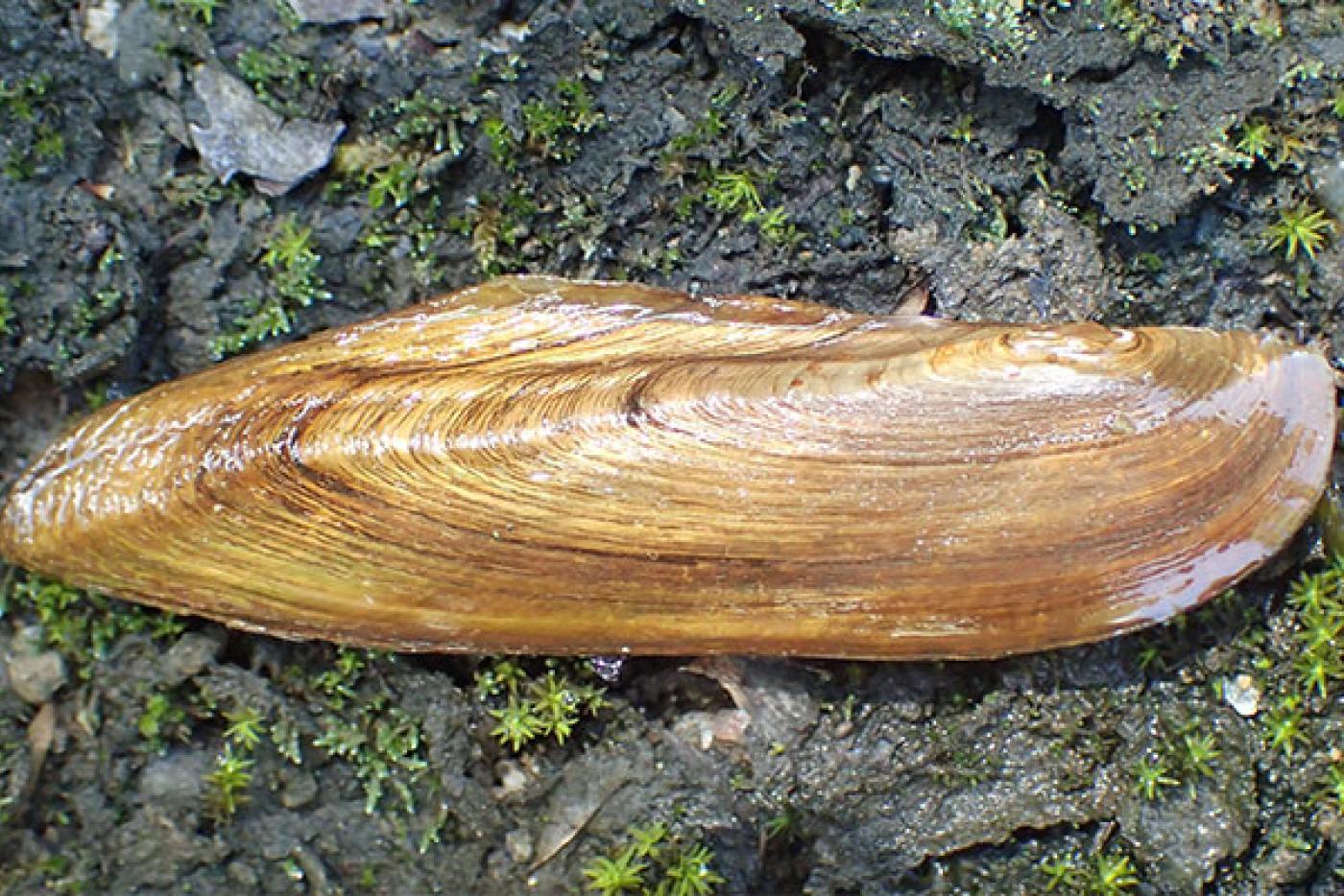 Pod Lance River Mussel
