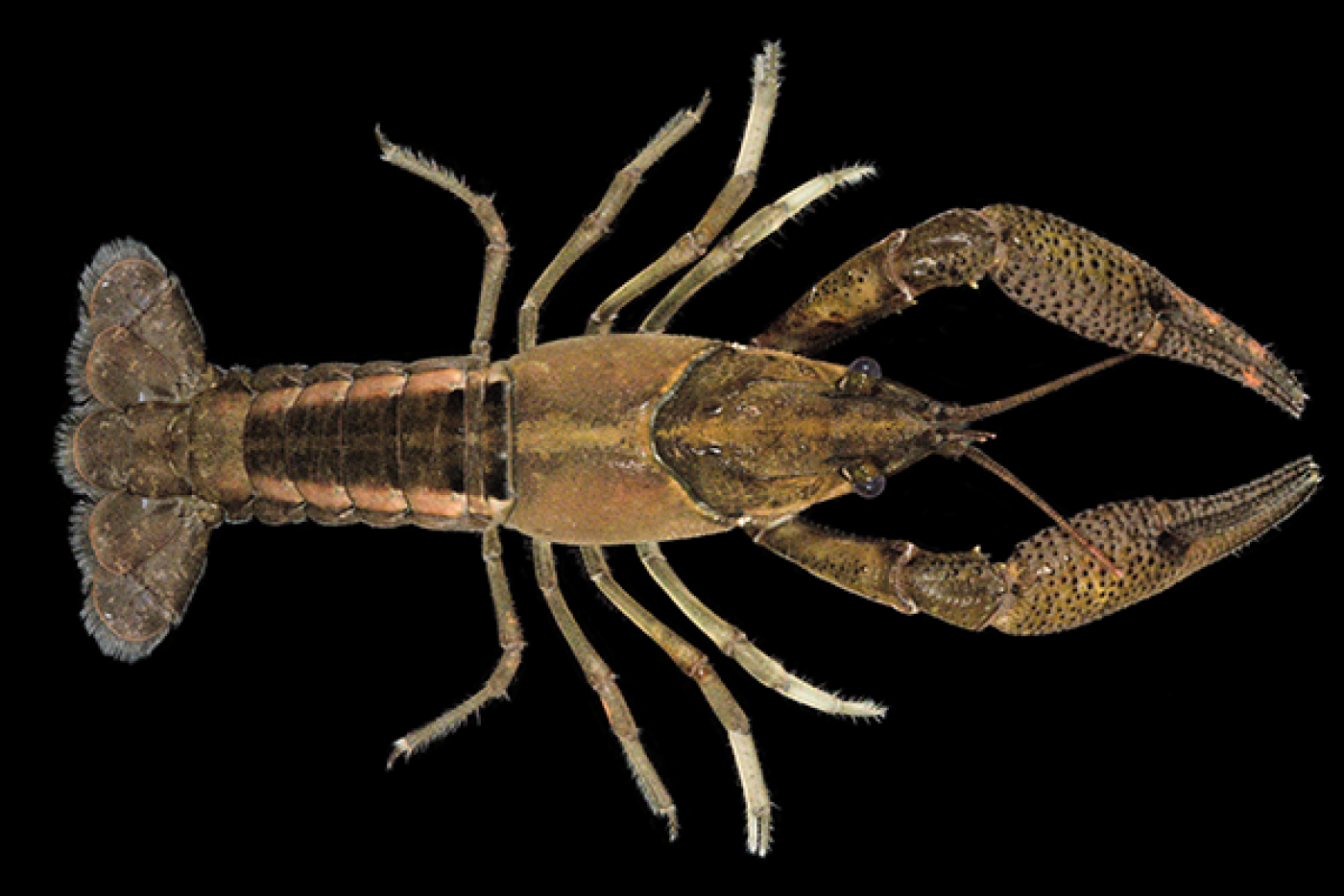 Pamlico Crayfish