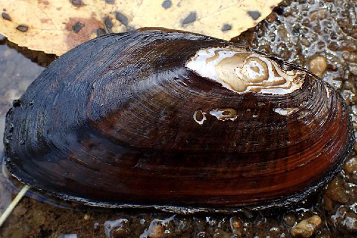 Roanoke Slabshell Mollusk