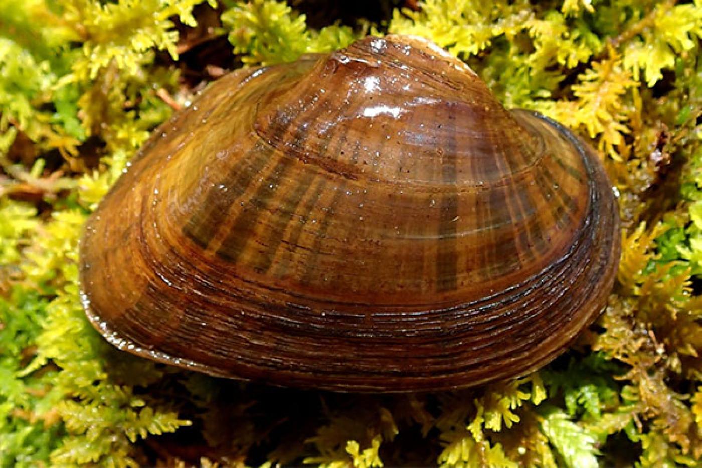 Triangle Floater Mollusk