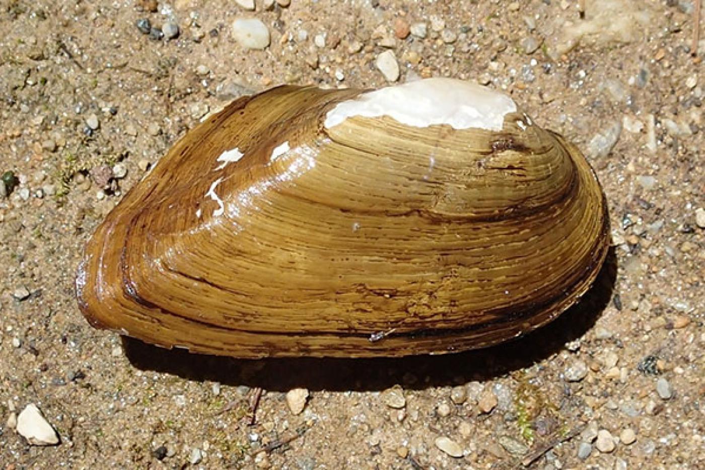 Waccamaw Spike Mussel