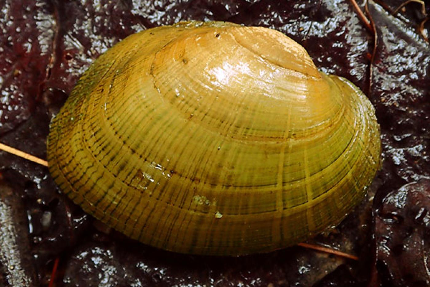 Wavyrayed Lampmussel