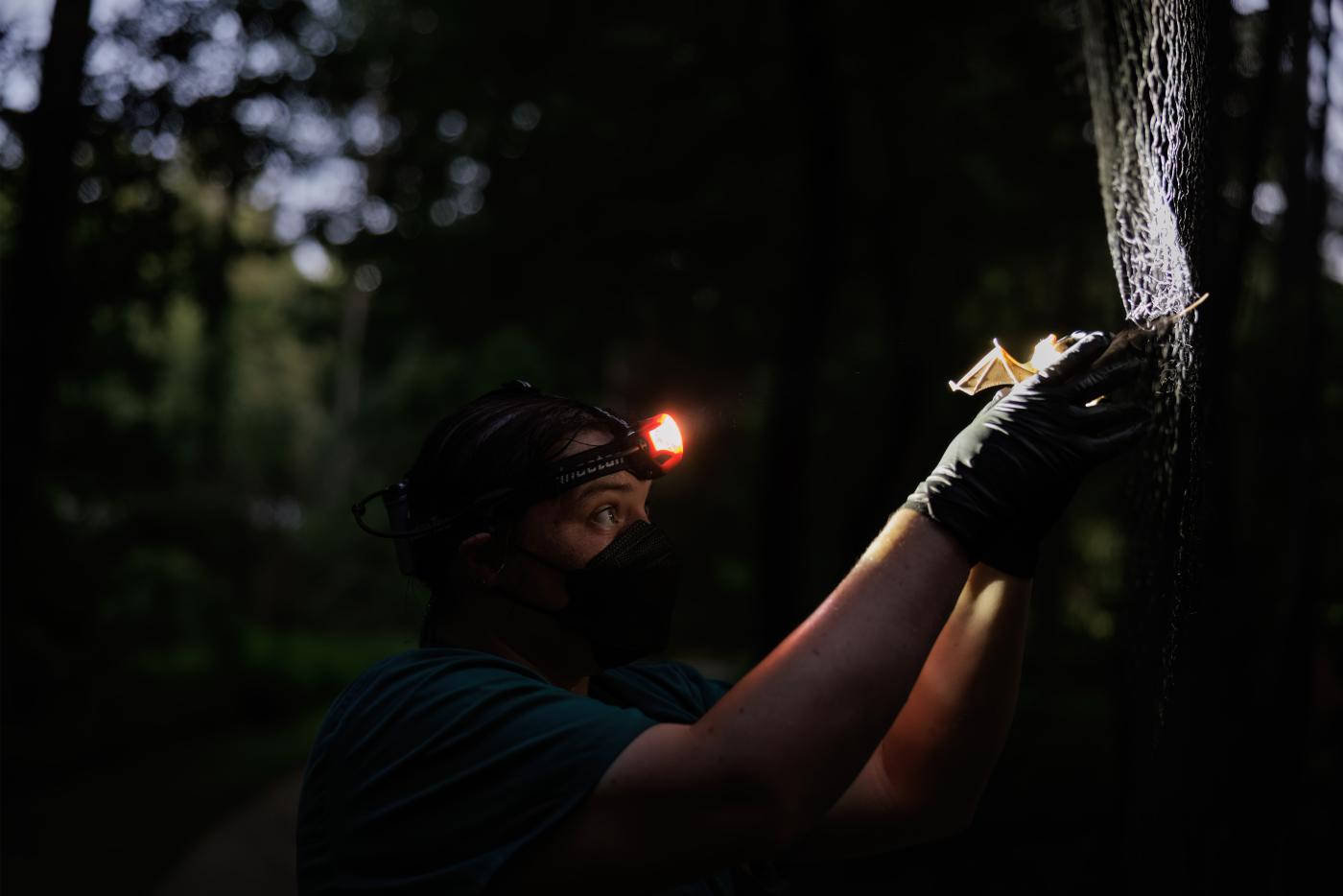 Biologist removing bat from mist net