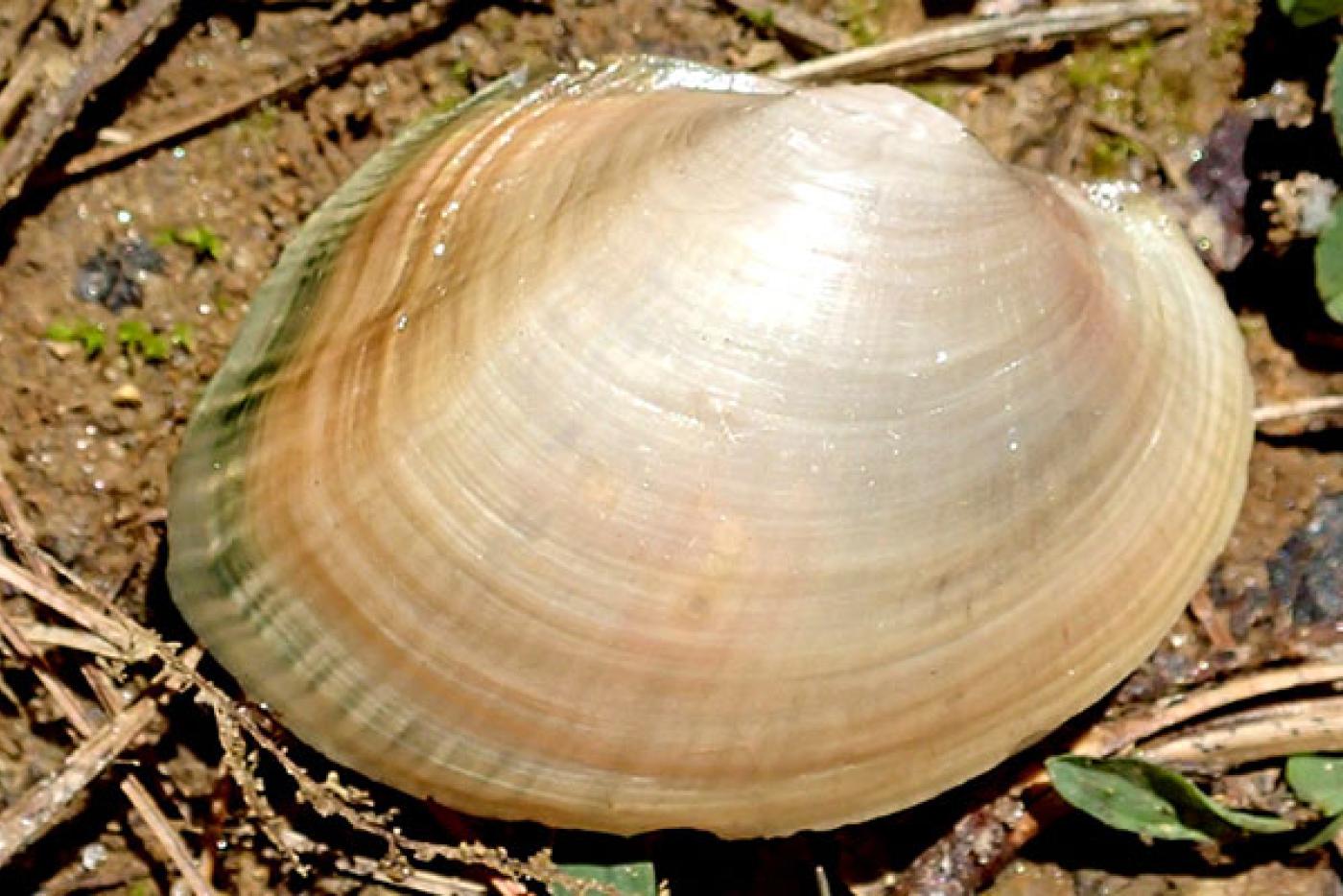 Tidewater Mucket Mollusk