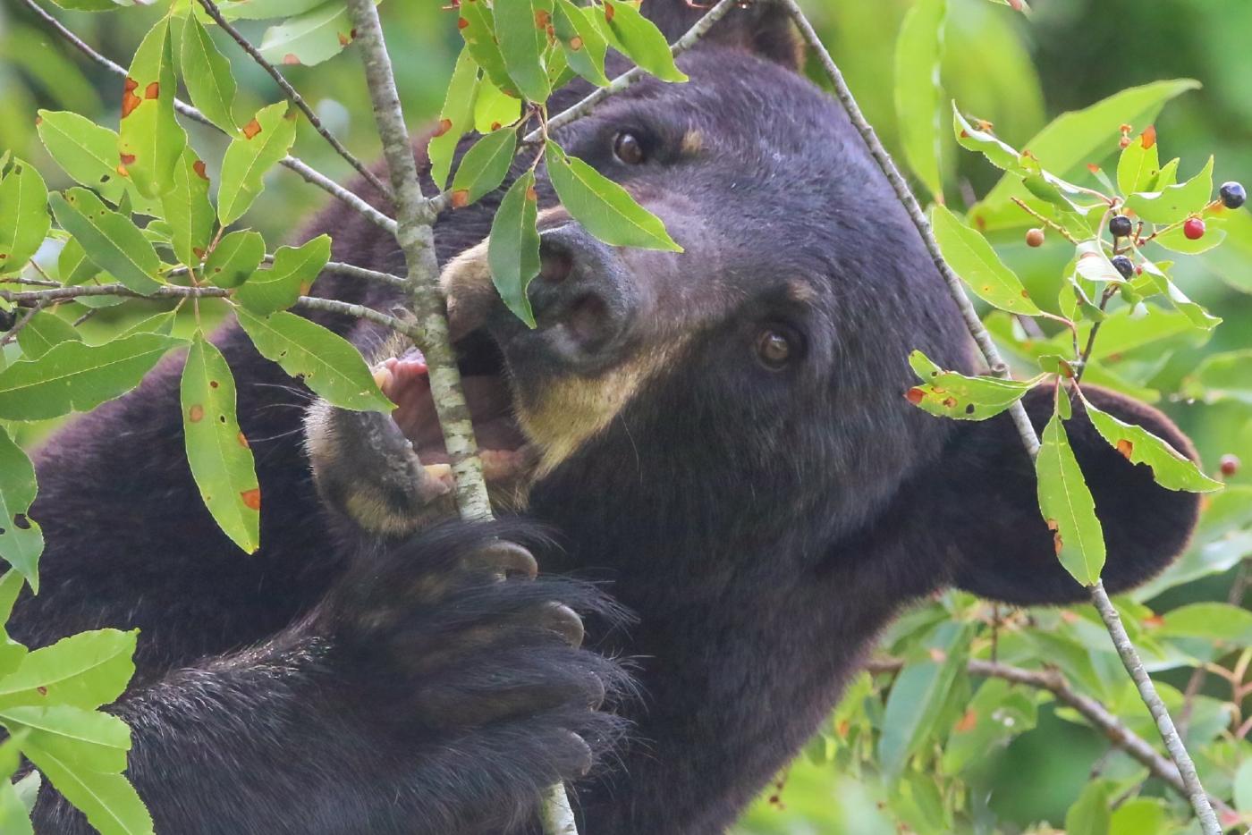 a bear chews on a a bush at Pocosin Lakes Refuge