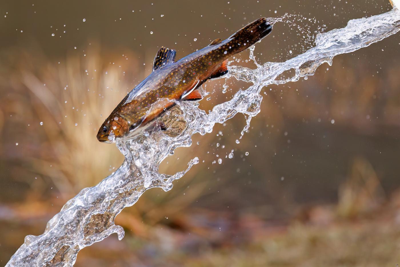a trout seems to fly as it is released into inland waters