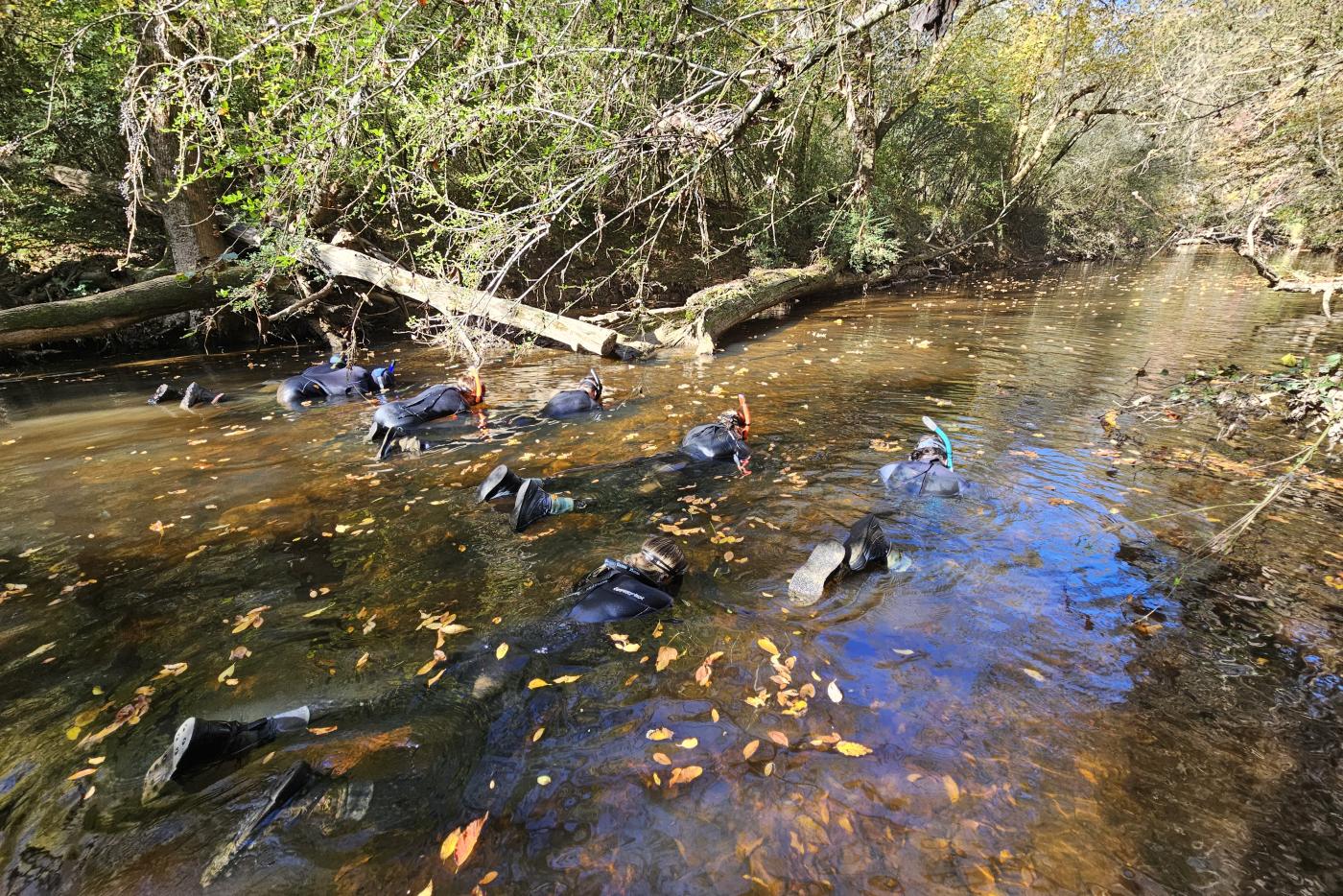 Biologist snorkle for mussel survey