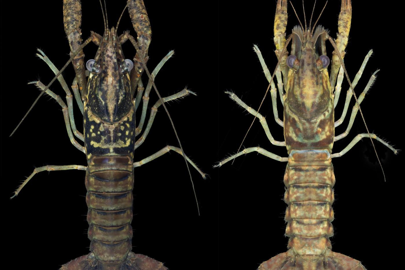 Cedar Creek Crayfish