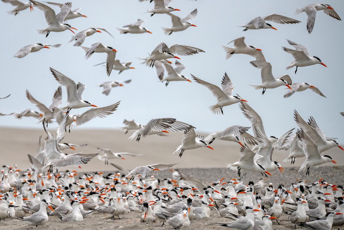 waterbird birding