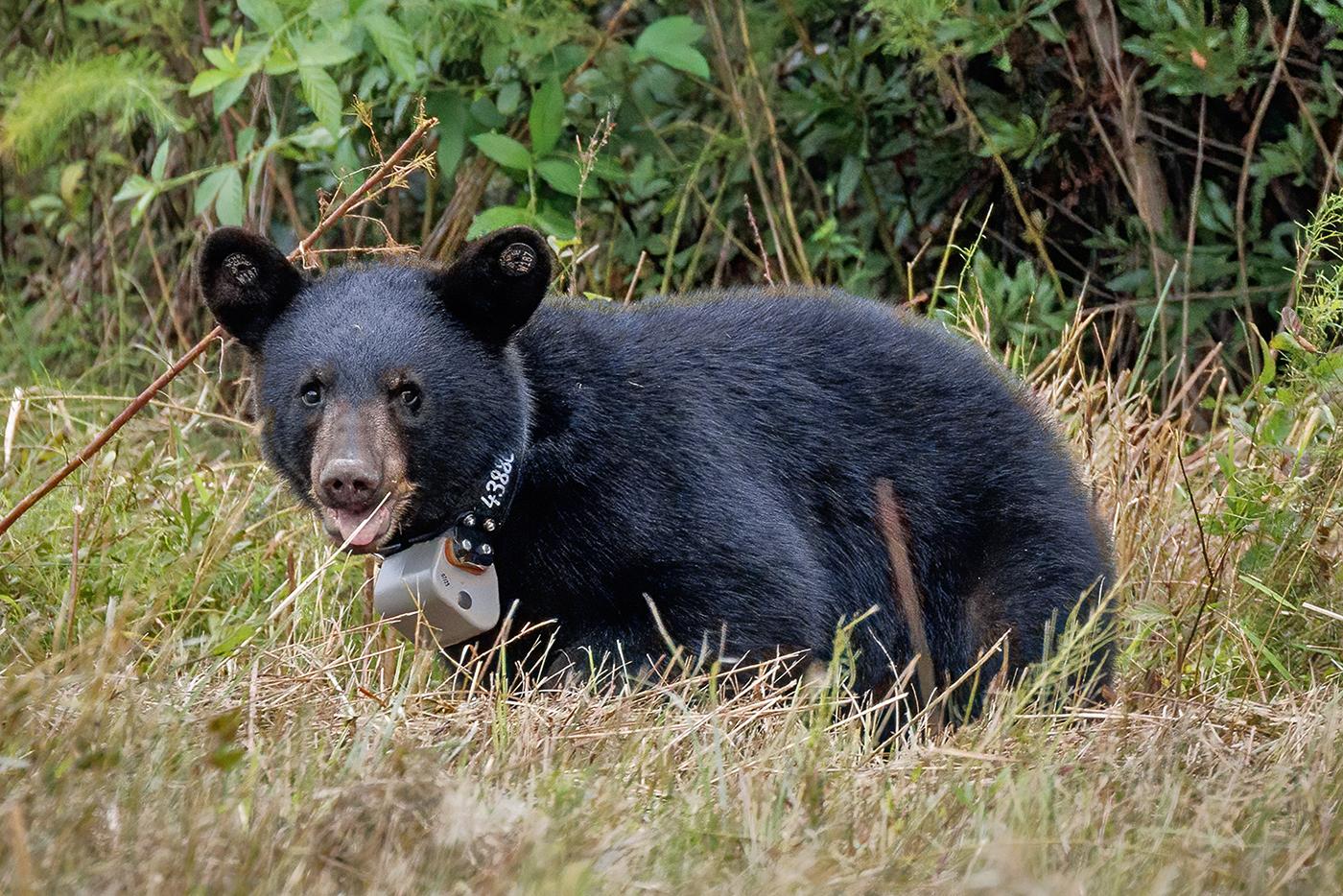 a black bear cub wearing tracking devices looks at the camera
