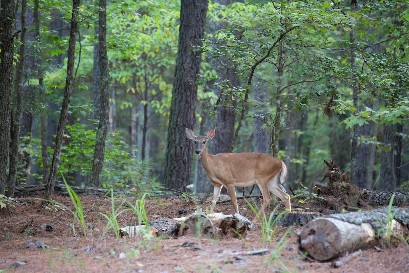 a white-tailed dear in the woods