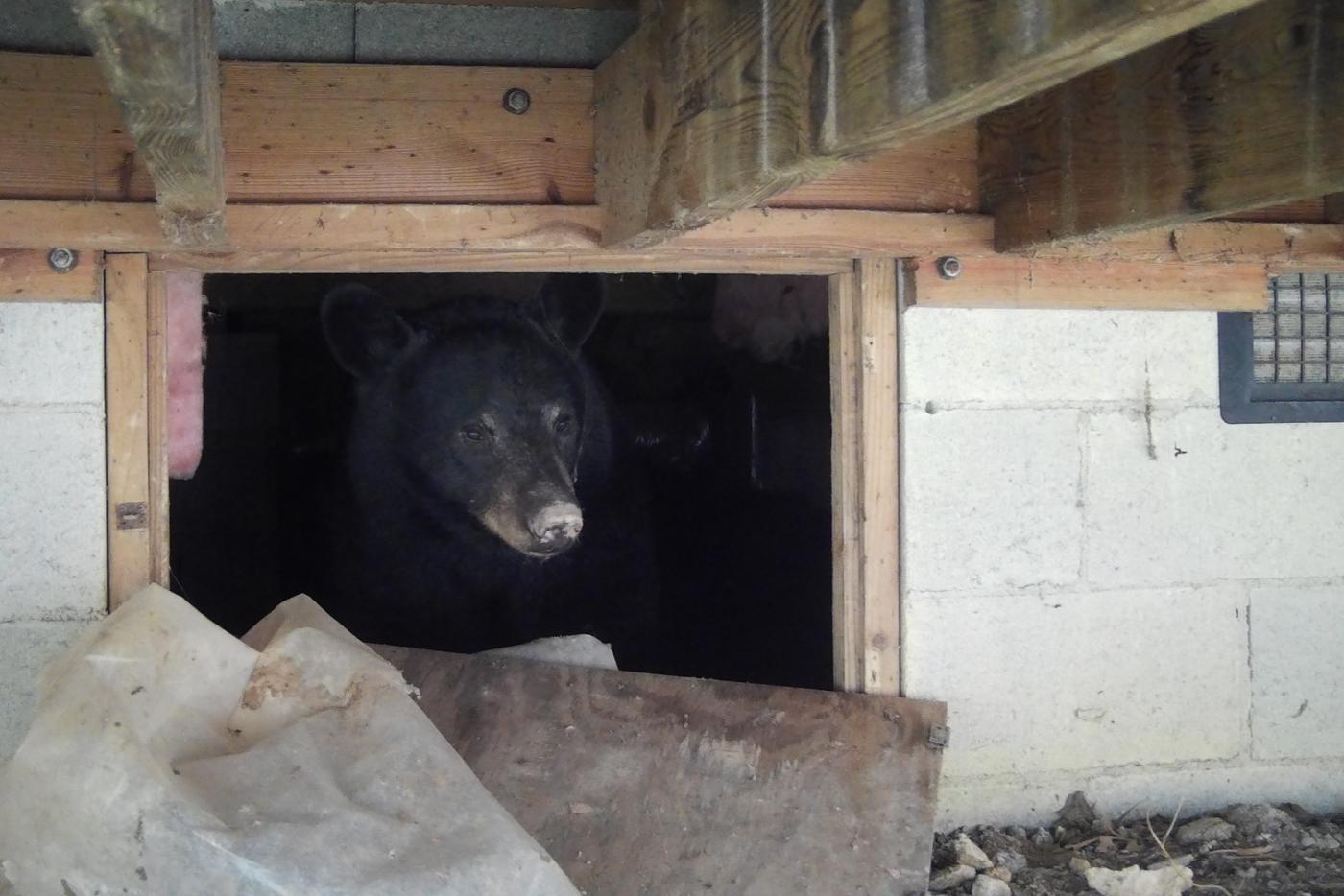 a black bear makes a makeshift den underneath a house