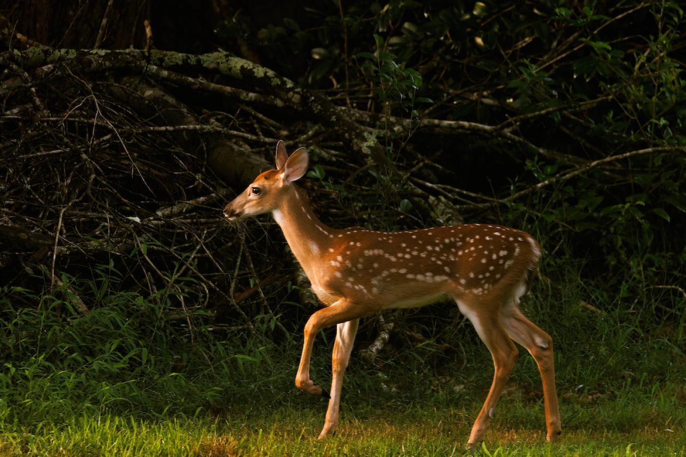 Deer Fawn