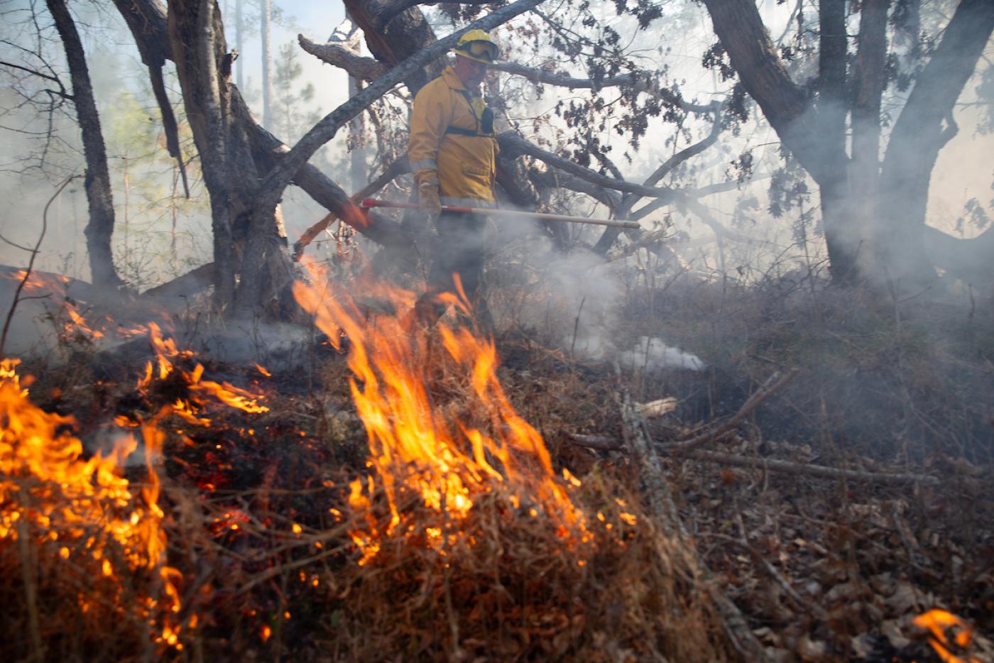 a prescribed fire burns in a forest