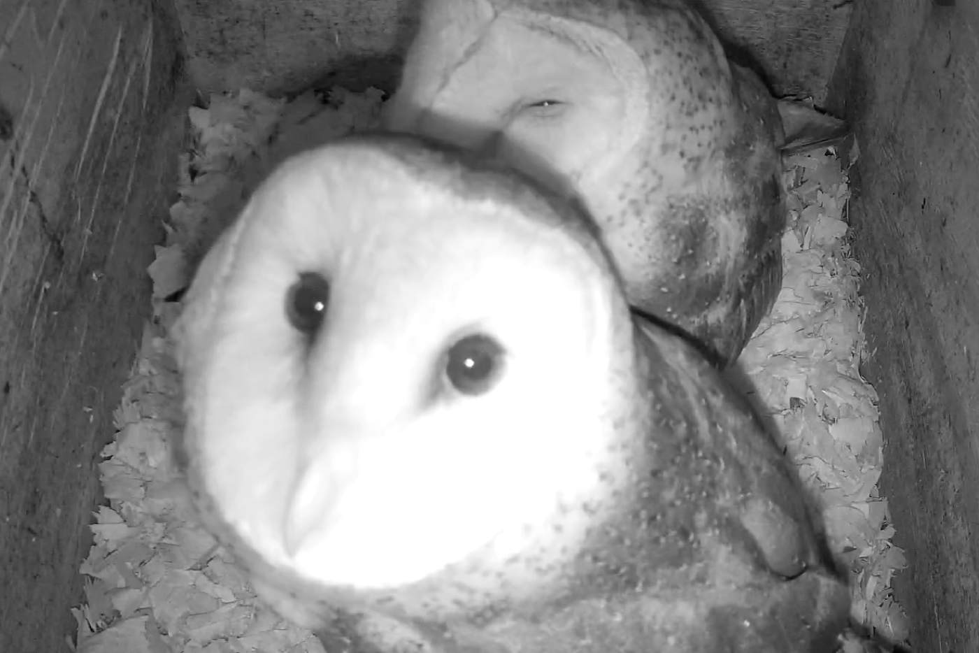 Live cam screenshot of a male and female barn owl in their nest. The male is looking up at the camera.