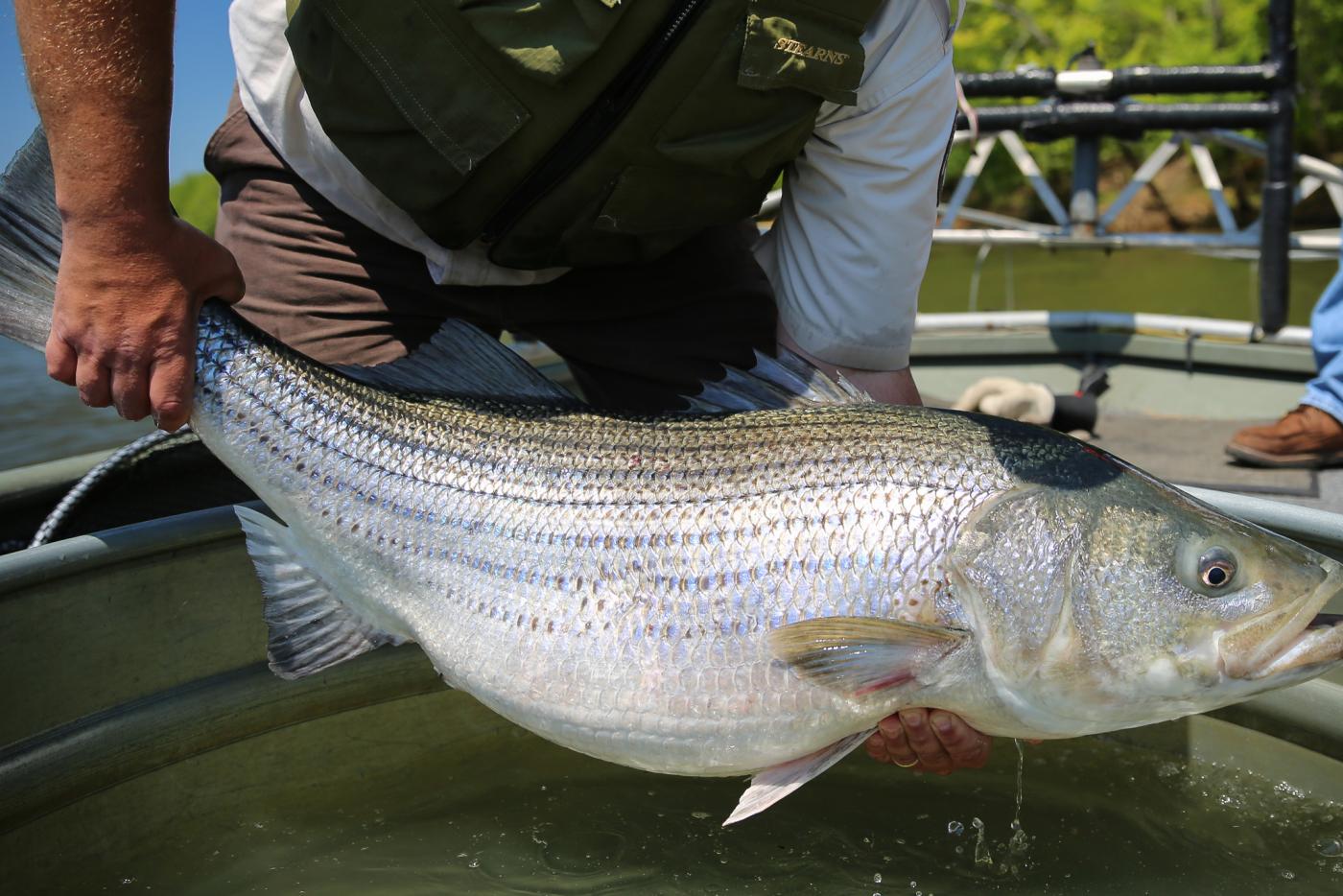 An angler holds a Roanoke Rapids Striped bass that was just caught